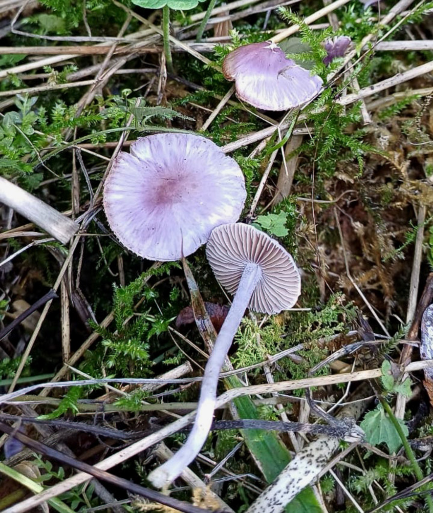 Photo © Bob Simpson Inocybe cf ionolepis by Bob Simpson